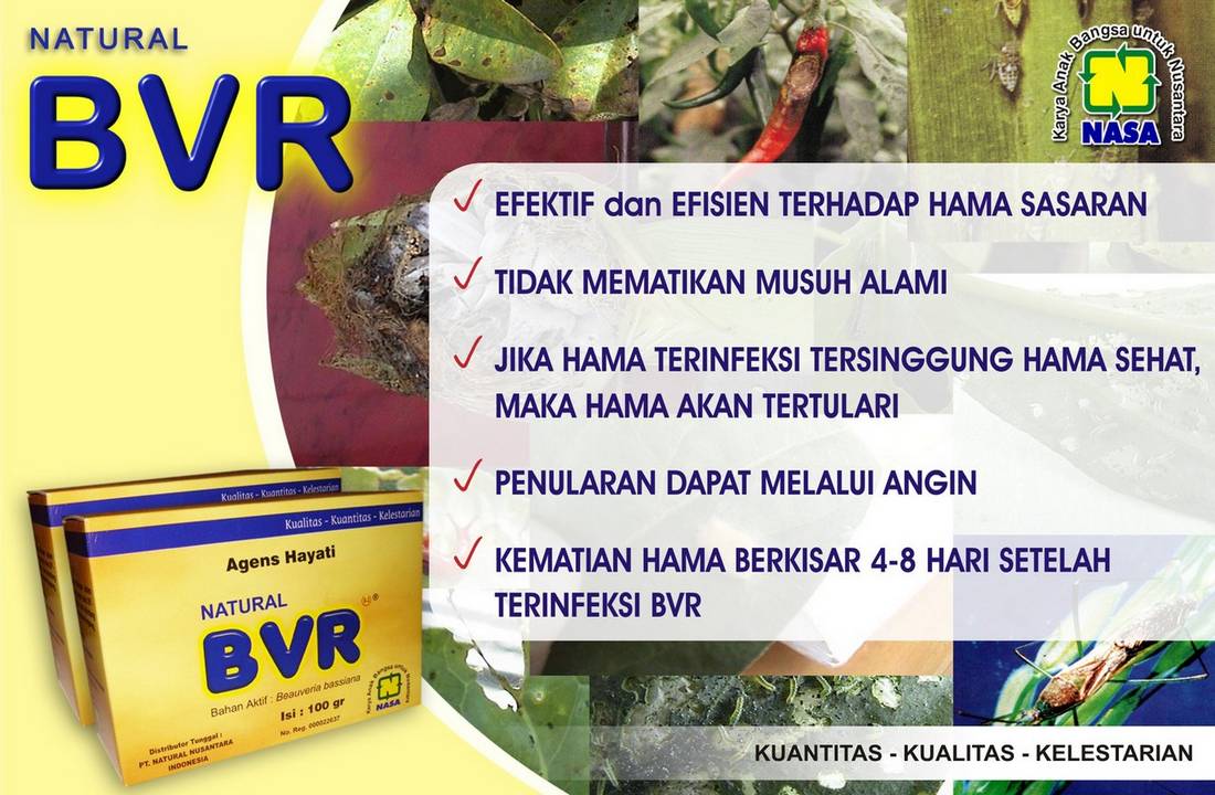 Gambar Natural BVR Nasa Natural Nusantara