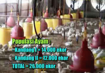 Kesaksian Budidaya Ayam Broiler Kediri