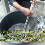 Kesaksian Budidaya Lele NASA Magelang
