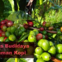 Kesaksian Budidaya Tanaman Kopi NASA Temanggung