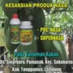 Kesaksian Budidaya Kakao dengan Pupuk NASA