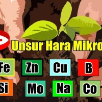 Unsur Hara Mikro – Fungsi dan Gejala Kekurangannya