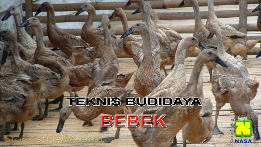 Teknik Budidaya Bebek / Itik