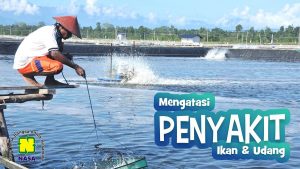 Mengenal dan Mengatasi Penyakit Ikan dan Udang