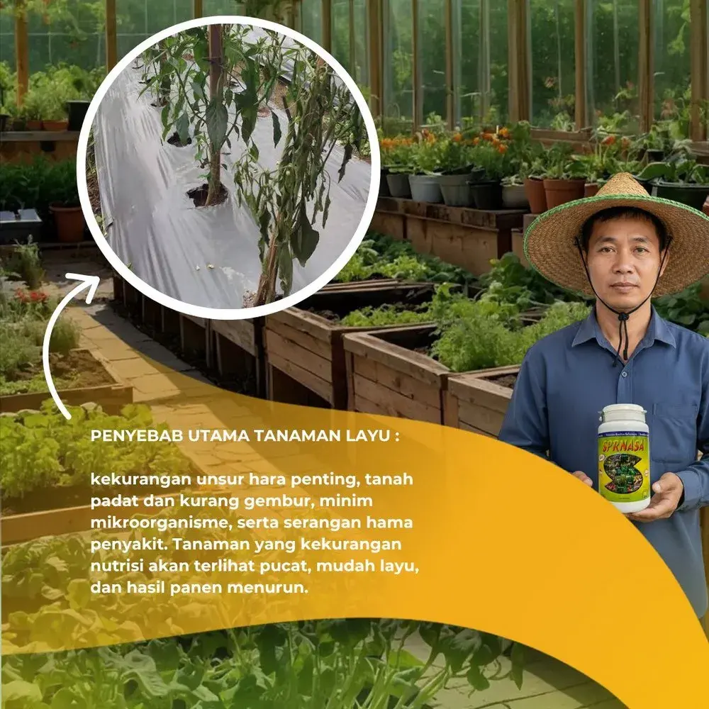 Penyebab Tanaman Layu