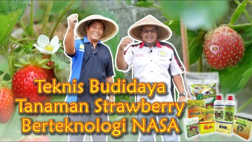 Teknis Budidaya Tanaman Strawberry Teknologi Nasa