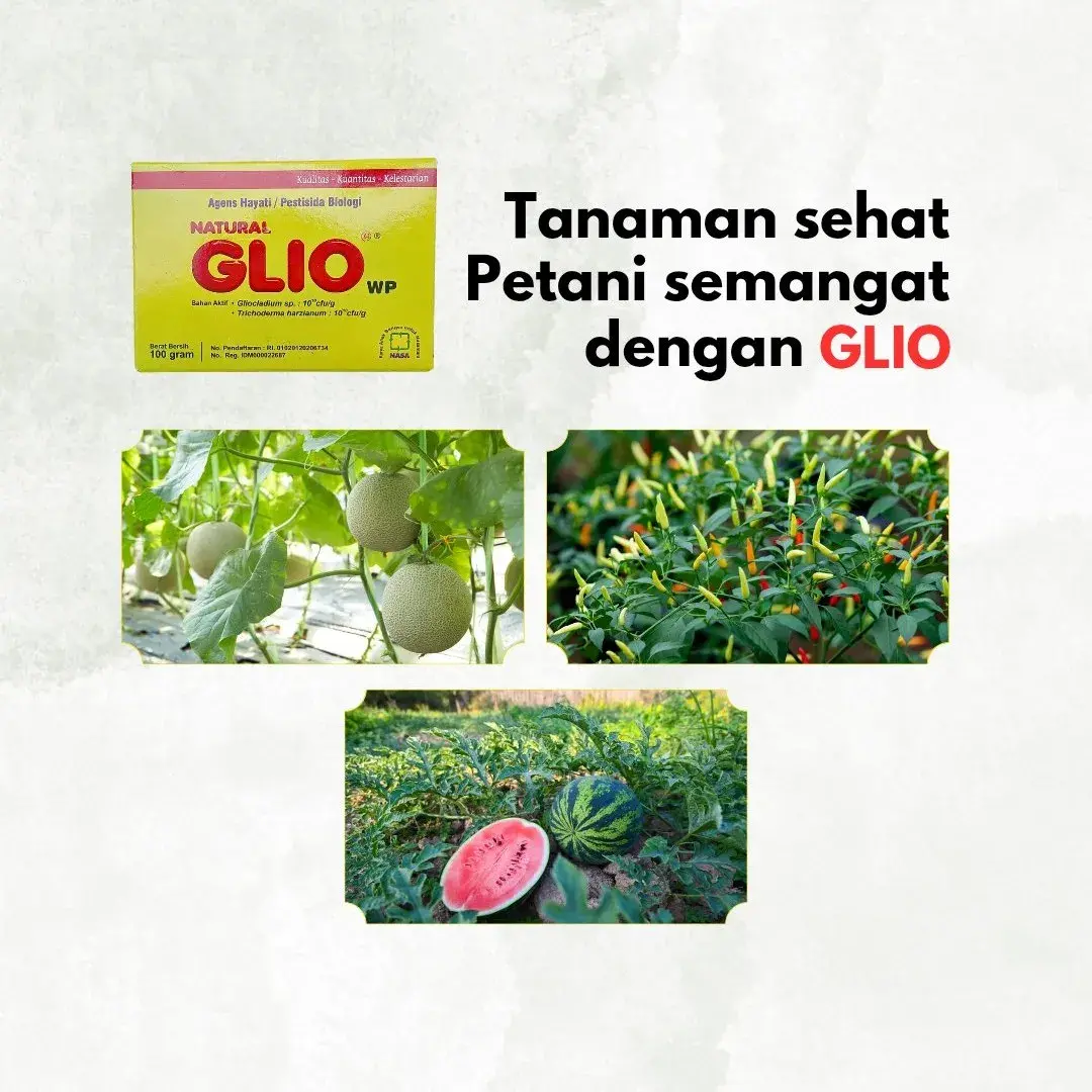 GLIOTRI Bbat Layu Fusarium Cabai